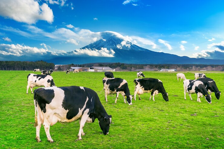 Boosting Cattle Productivity